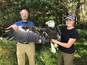 Bob Owens (Hawk Ridge Board Member) and Abbie Valine (Banding Volunteer) with Bald Eagle by F Nicoletti 2018