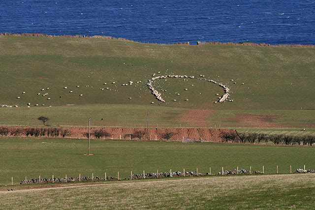 File:A horseshoe of sheep - geograph.org.uk - 1762772.jpg