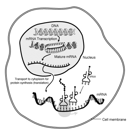 messenger RNA