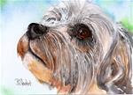 5x7 Dixon, Pet Portrait Watercolor and Higgins White Ink by Penny StewArt - Posted on Wednesday, January 14, 2015 by Penny Lee StewArt