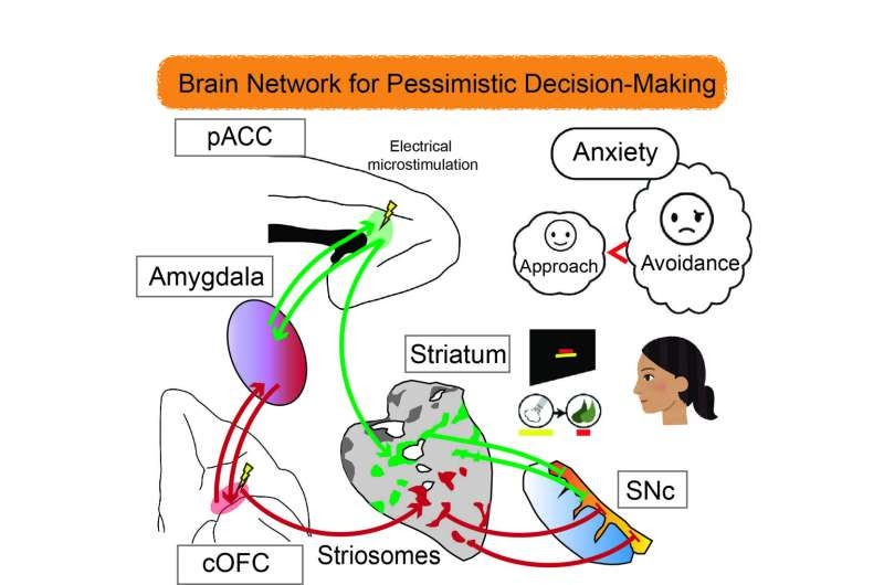 Understanding how anxiety can drive ‘pessimistic’ decision making