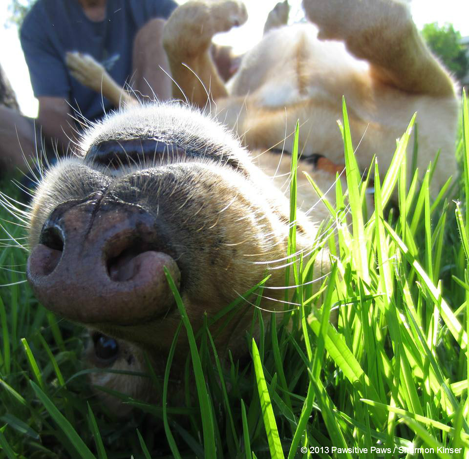 Keep Your Dog Healthy and Safe on Hot Days