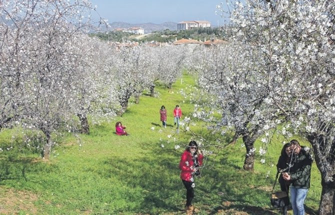 Datça er klar til å arrangere sin årlige Mandel Blossom Festival