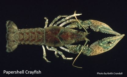 Papershell Crayfish