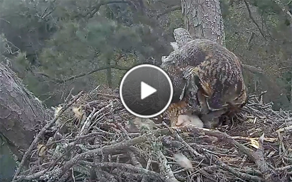 A rare morning glimpse of the newly hatched owlet.