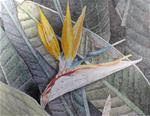 bird of paradise - Posted on Saturday, January 31, 2015 by gayle smoak