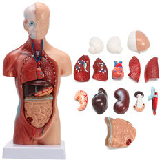 STEM Human Torso Body Anatomy Medical Model Heart Brain Skeleton