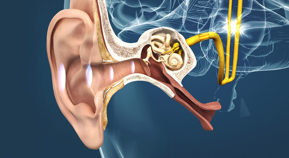 A fül és a hallás folyamata - 3D modell - Mozaik Digitális Oktatás