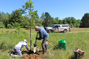 two people planting tree with DNR truck in background