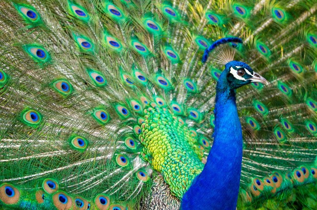 a peacock 