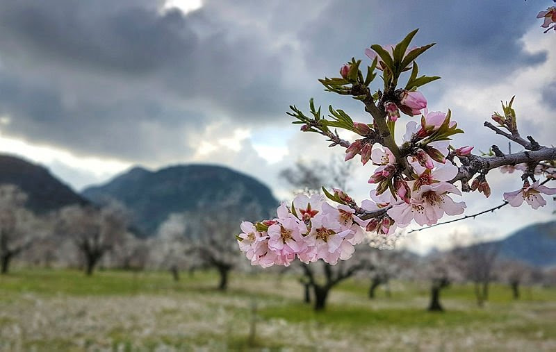 Datça er klar til å arrangere sin årlige Mandel Blossom Festival