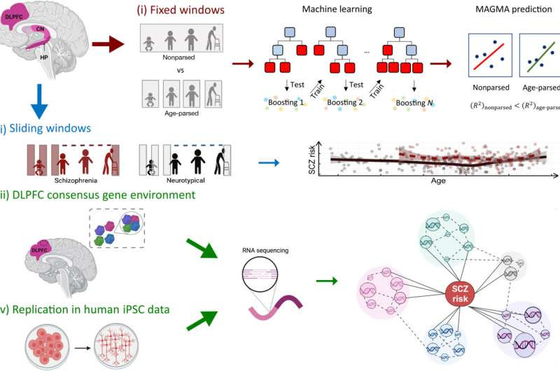 Researchers discover age- and brain region–dependent expression of schizophrenia risk genes