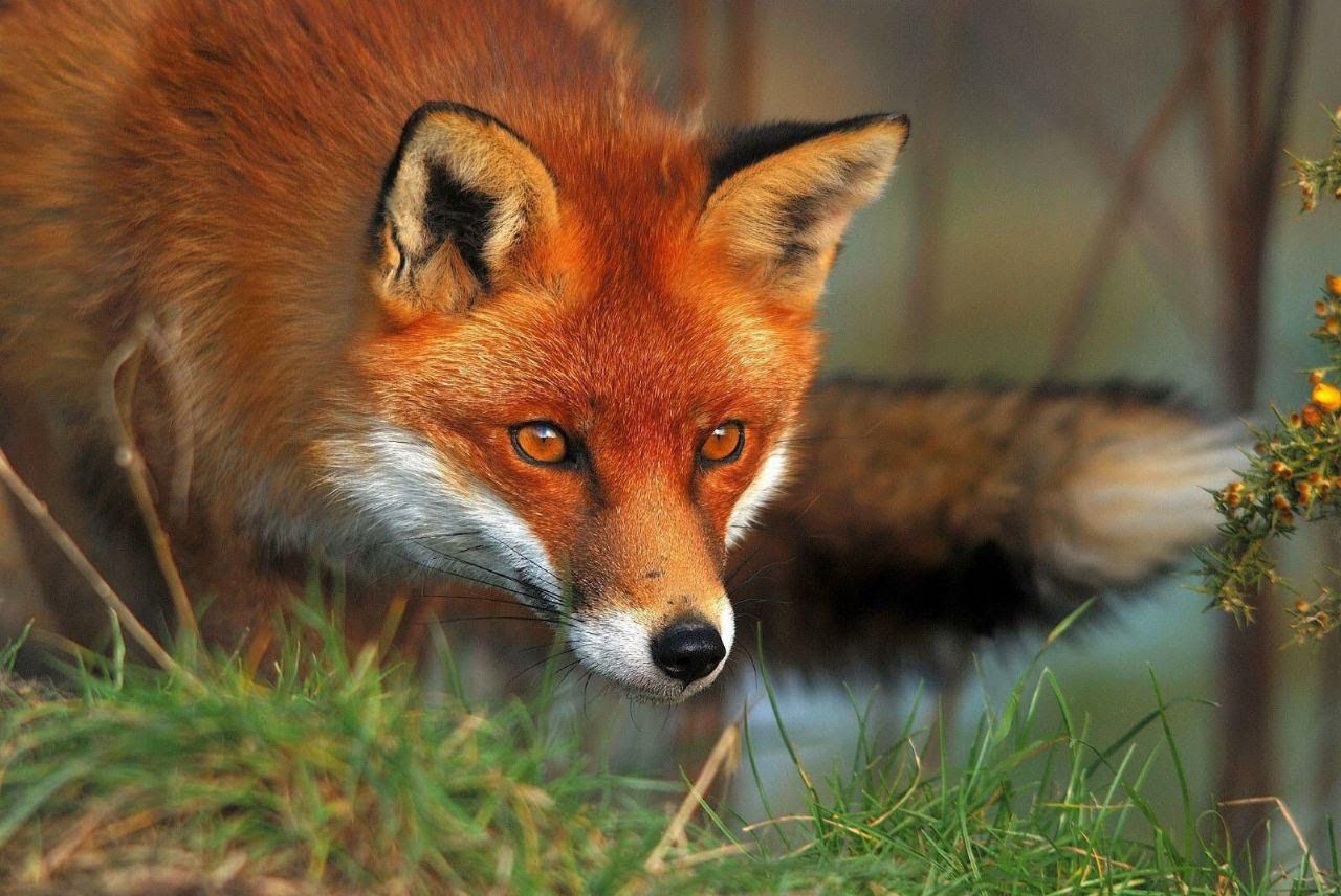 Manifesto contra os
                                            campionatos de caza do
                                            raposo
