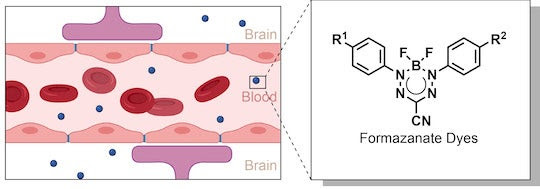 blood-brain barrier and dye molecule