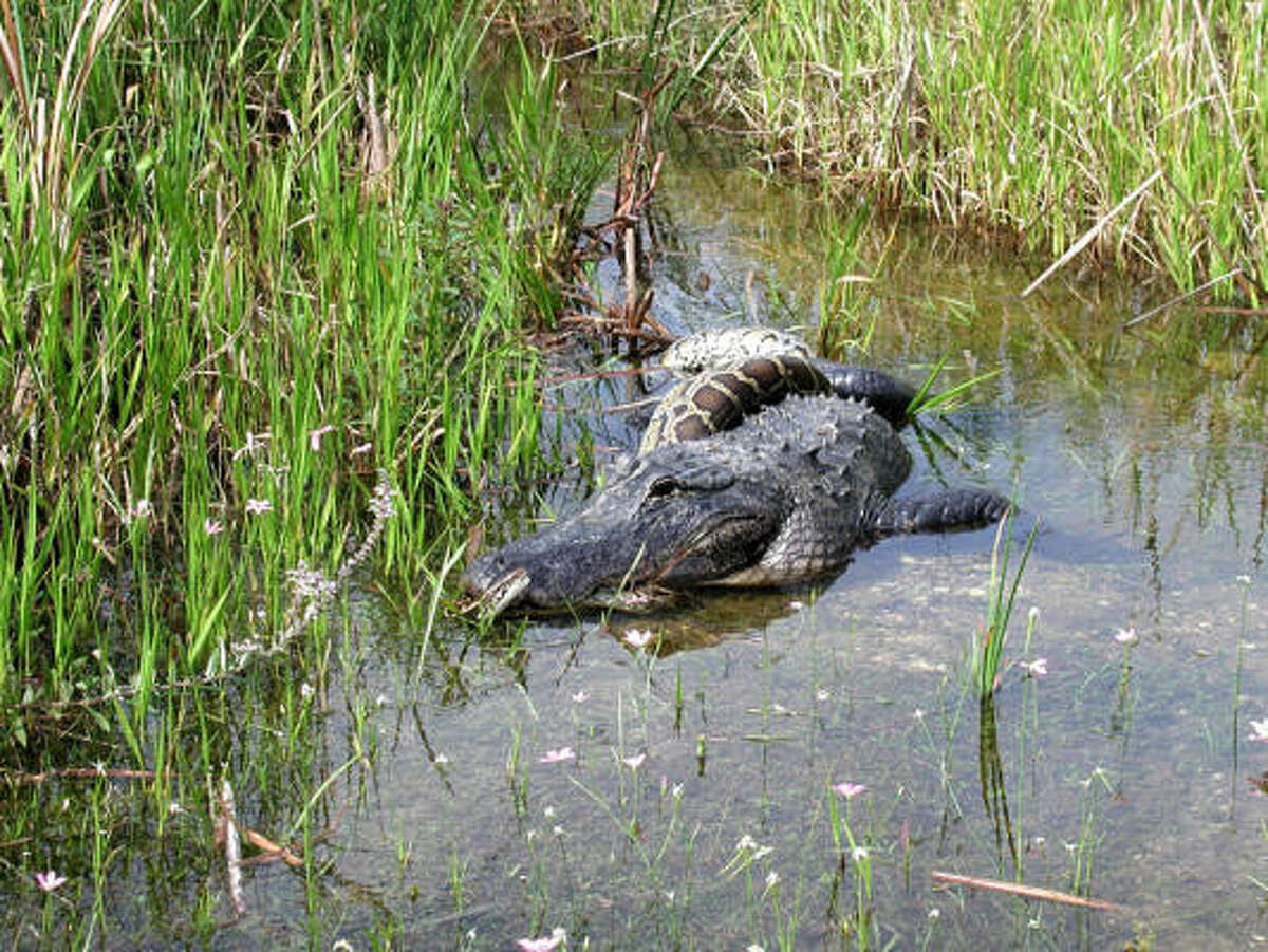 Pythons threaten death grip on Everglades
