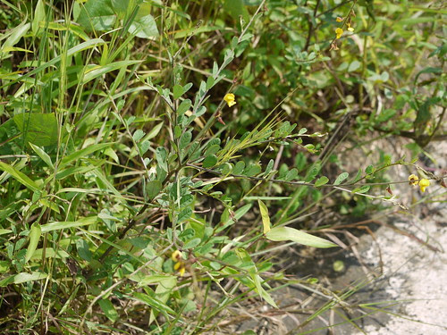Crotalaria ¿ species ?