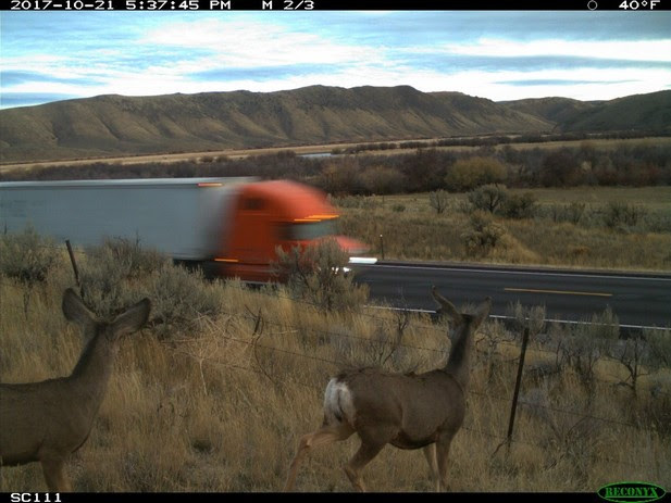 trail cam deer 3