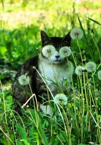 Cat-Dandellion-disguise