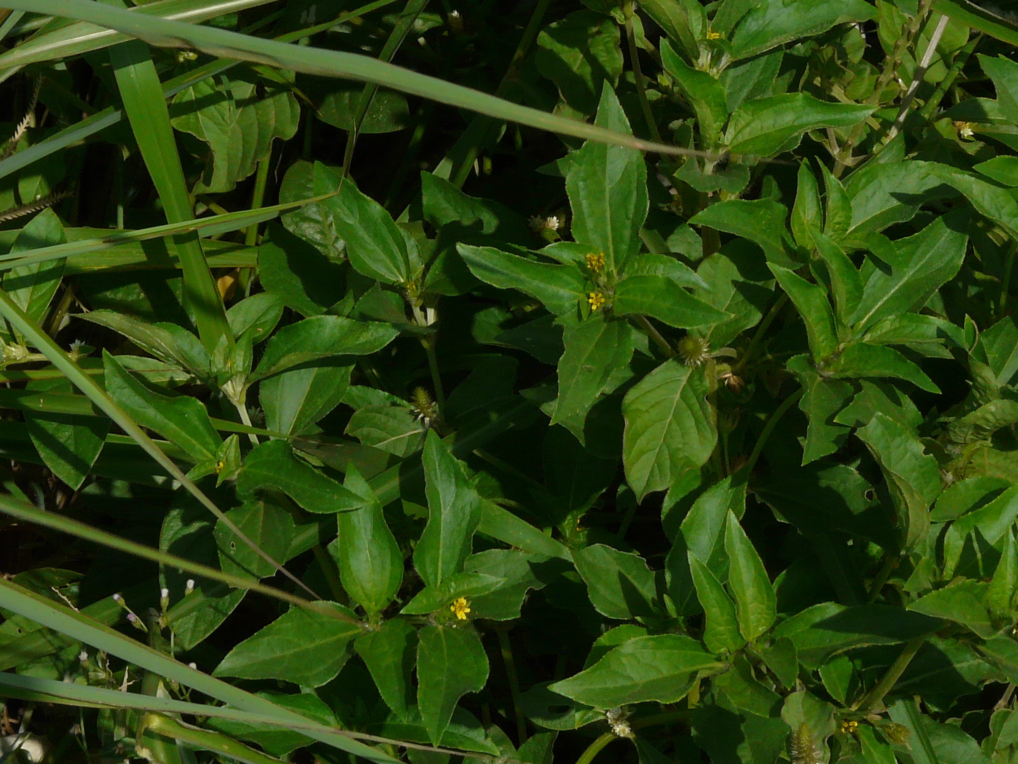Synedrella nodiflora (L.) Gaertn. ... FOR VALIDATION