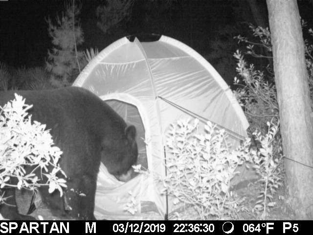 bear entering tent 2
