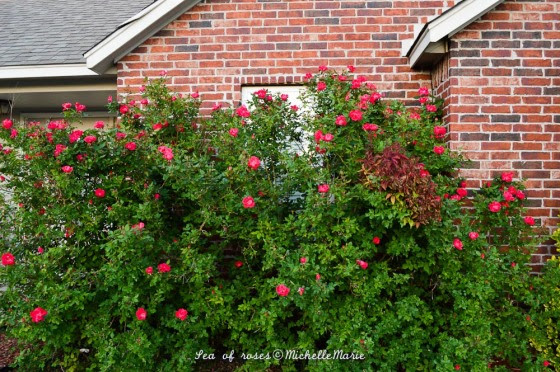 From two 5 gallon bucket size bushes, grows this sea of roses! Sharing ...