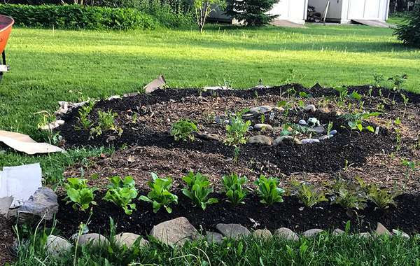 Lasagna Gardening - How to Build an Easy Vegetable Garden