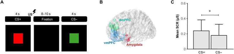 What happens in the brain during fear learning?