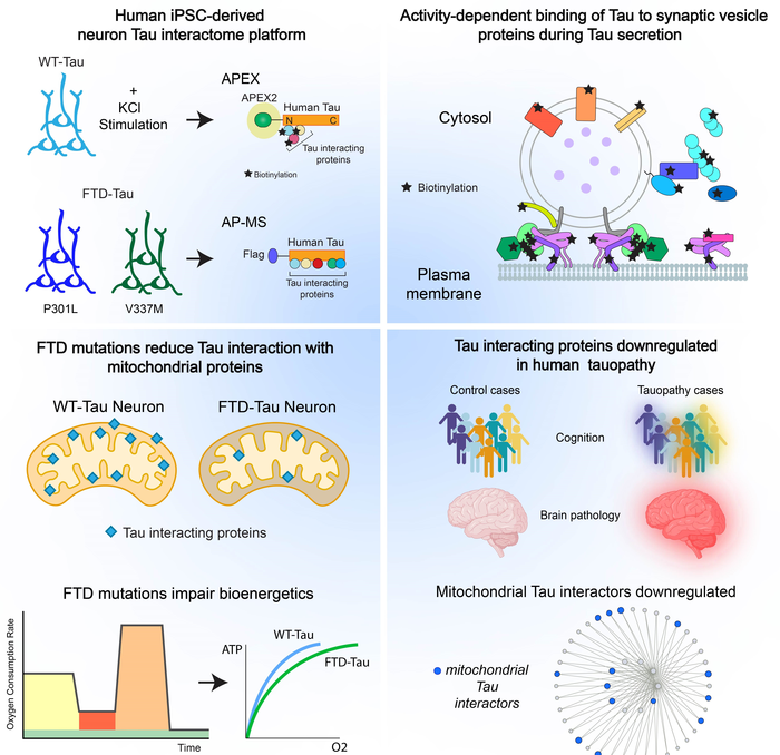 Graphical abstract