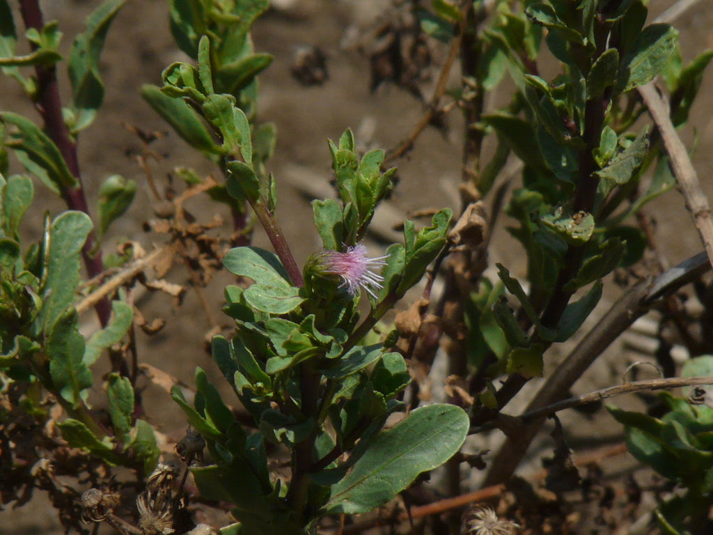 Blumea obliqua (L.) Druce