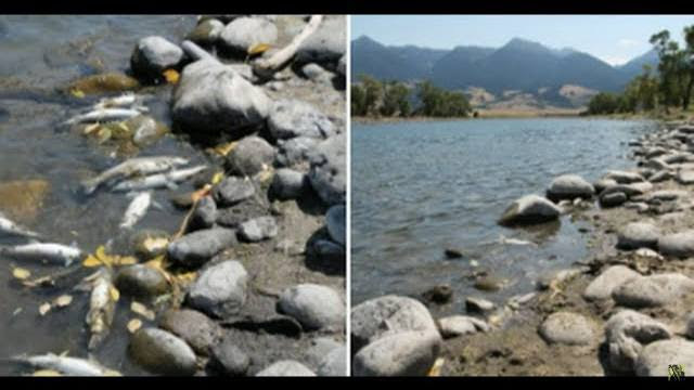 Dahboo77 Video: 'Unprecedented': Massive Yellowstone River Fish Kill, Nearly 200 Miles Closed to Public