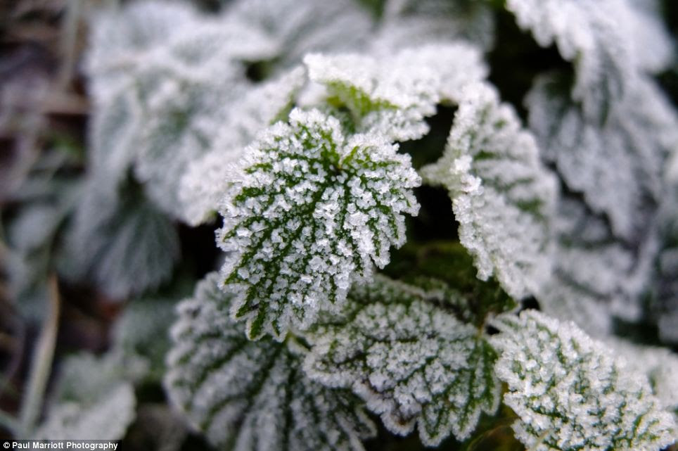 Festive feel: Frost-covered leaves on a in the early hours of the morning in Peterborough, Cambridgeshire