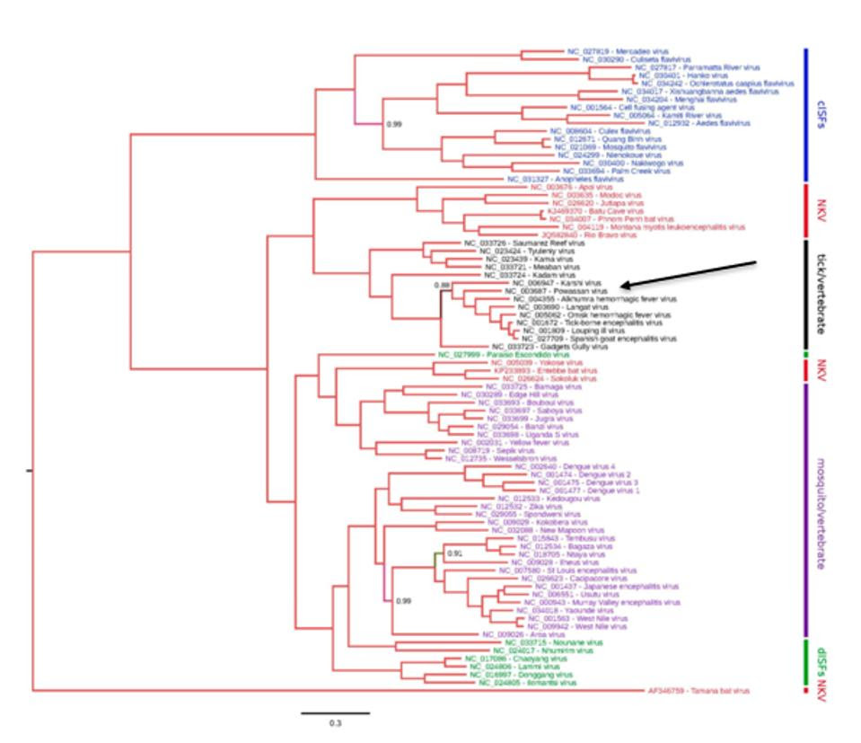 Phylogenetic Tree for Genus Flavivirus