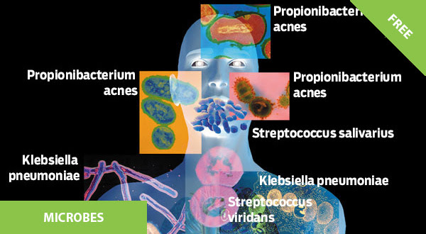 Microbes On and In the Body