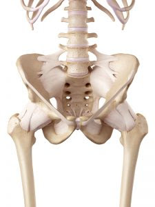 medical accurate illustration of the hip ligaments