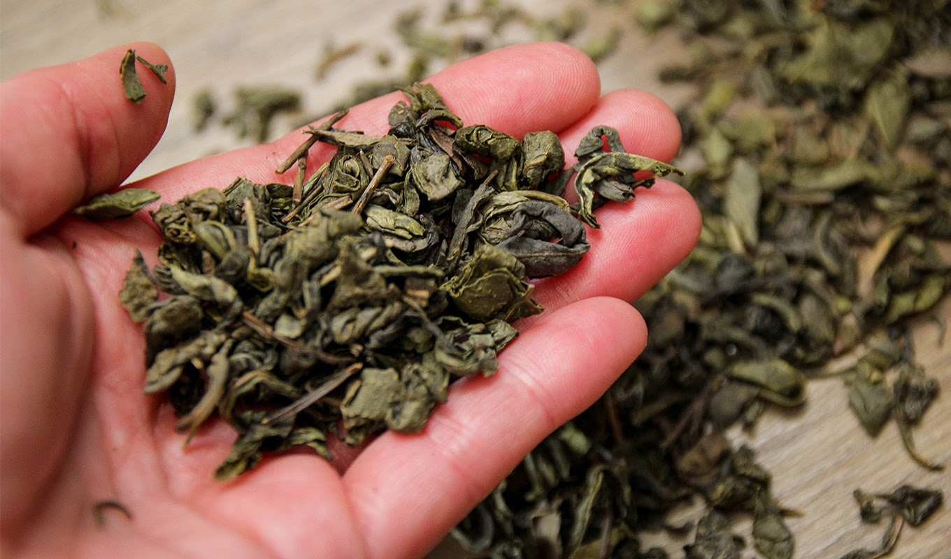 green tea vs. black tea Green tea leaves in someones hand close up