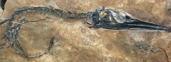 240 million-year-old fossil of fish