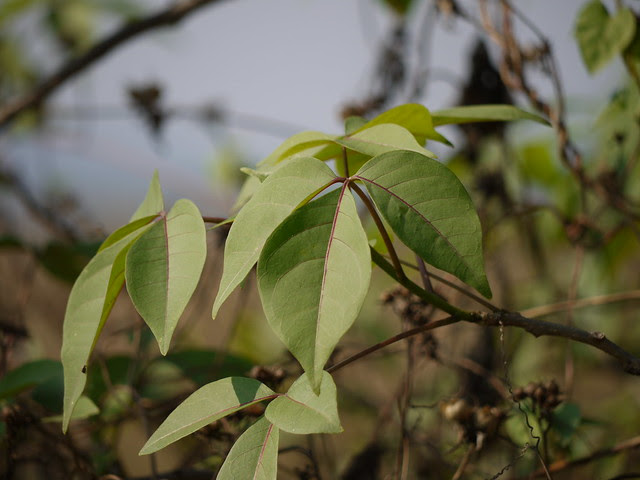 Three-leaf Caper 