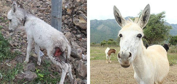 Left: A photo of Amelia as a foal with a large wound on her thigh. Right: A photo of Amelia today, looking into the camera as she stands in a clearing in the Nilgiri Hills.