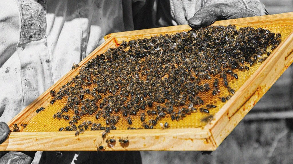 A beekeeper holding up a comb from a beehive covered in bees, containing propolis.