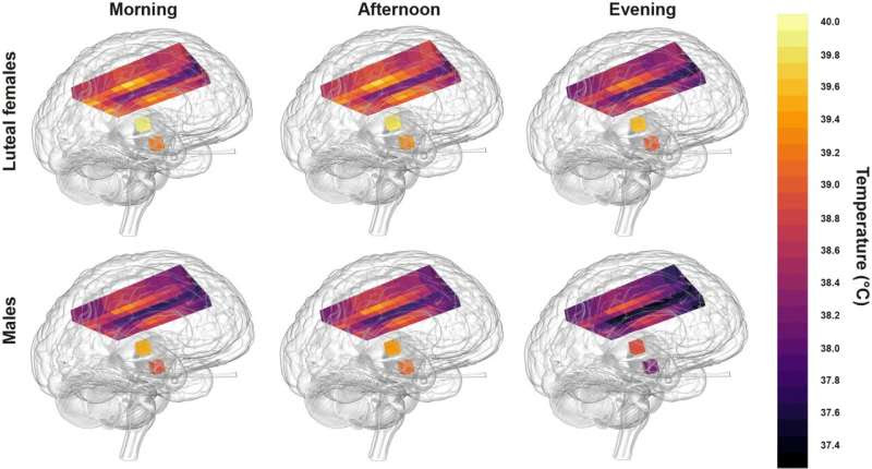 Healthy human brains are hotter than previously thought, exceeding 40 degrees