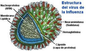 virus3-es