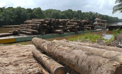 Caso Madeira Limpa: Justiça bloqueia R$ 2,8 milhões de madeireiros por danos ambientais