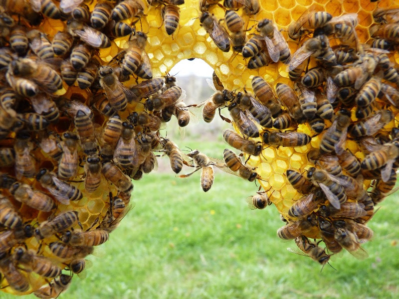 Bees building comb.