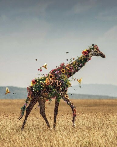 Giraffe-Flowers