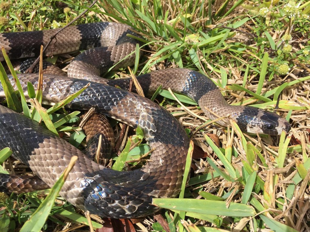 New Exotic Invasive Snake Captured in Everglades National Park Is