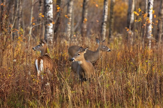 Deer graze in a field during fall in Wisconsin. 