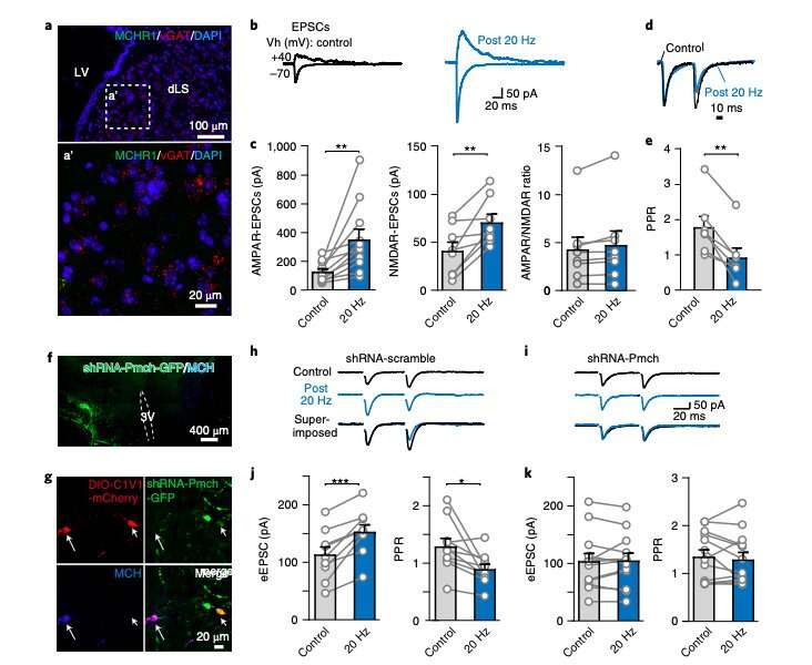 Study finds that the hypothalamic melanin concentrating hormone regulates activity in the dorsolateral septum