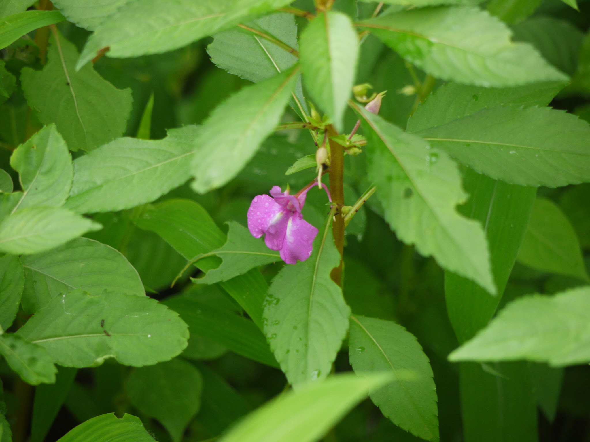 Impatiens balsamina L.