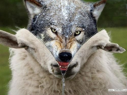 Image result for I SEND YOU OUT INTO A PACK OF WOLVES IN SHEEPS CLOTHING BIBLICAL STATEMENT
