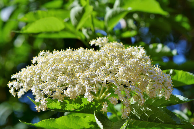 Elderberry flowers (The Grow Network)